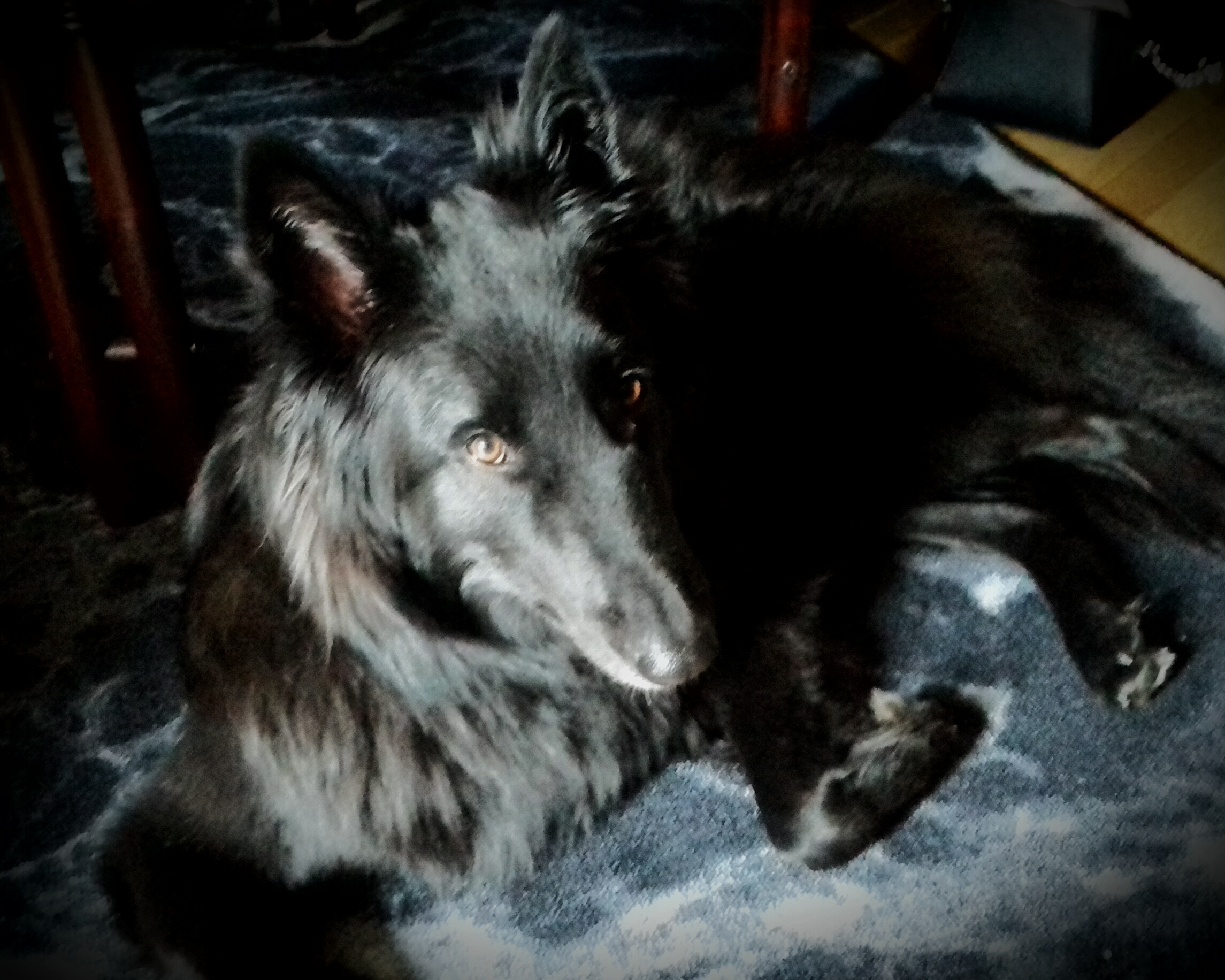 Syntolkning: svart groenendael (belgisk vallhund) ligger på en gråflammig matta och tittar in i kameran